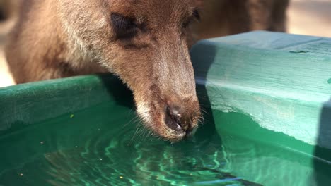 Extreme-close-up-shot-of-a-cute-thirsty-kangaroo-or-wallaroo-drinking-water-from-the-bucket-in-wildlife-sanctuary-in-daylight,-Australian-indigenous-animal-species