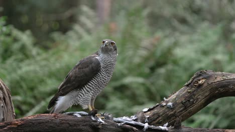 northern goshawk on woody perch in forest intensely staring in one direction