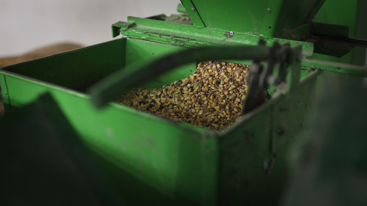 Close-up of yellow corn kernels moving through the hopper of a green agricultural milling machine during feed production
