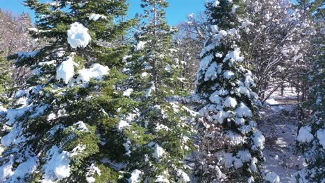 árboles cubiertos de nieve que se elevan lentamente en el aire