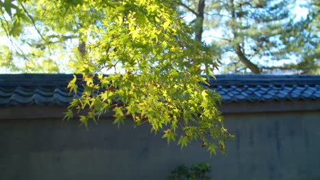 Sun-lighting-up-the-beautiful-green-momiji-leaves-early-in-the-morning-in-a-Japanese-garden-in-the-background-in-Kyoto,-Japan-soft-lighting-4K