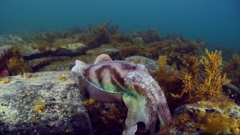 Riesige-Australische-Tintenfische-Sepia-Apama-Migration-Whyalla-Südaustralien-4k-Zeitlupe,-Paarung,-Eier-Legen,-Kämpfen,-Aggregation,-Unter-Wasser