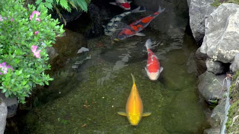 koi fish in a japanese water garden