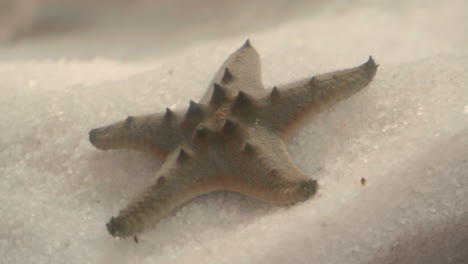 a close up of the feet of a chocolate chip starfish in an aquarium