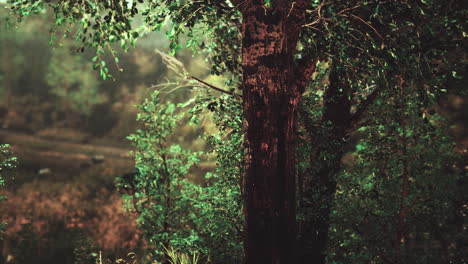 dark dreamy forest with fog