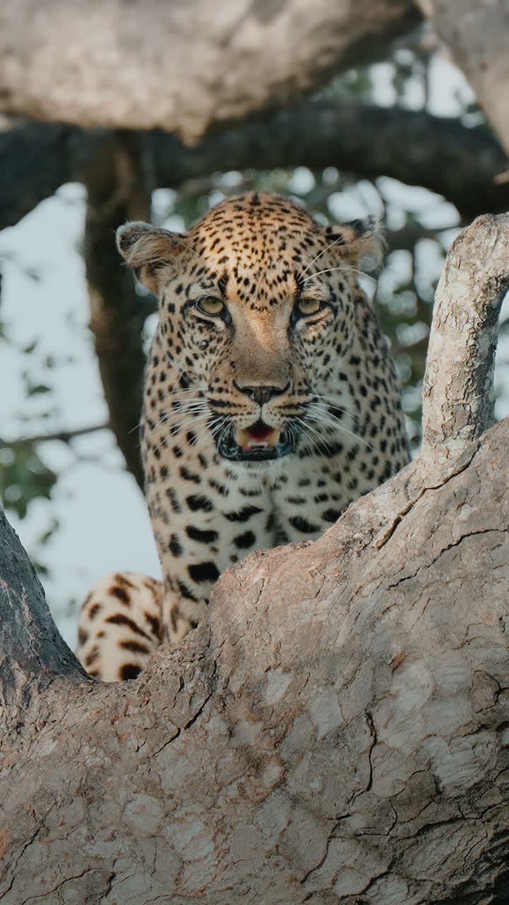 leopardo en un árbol