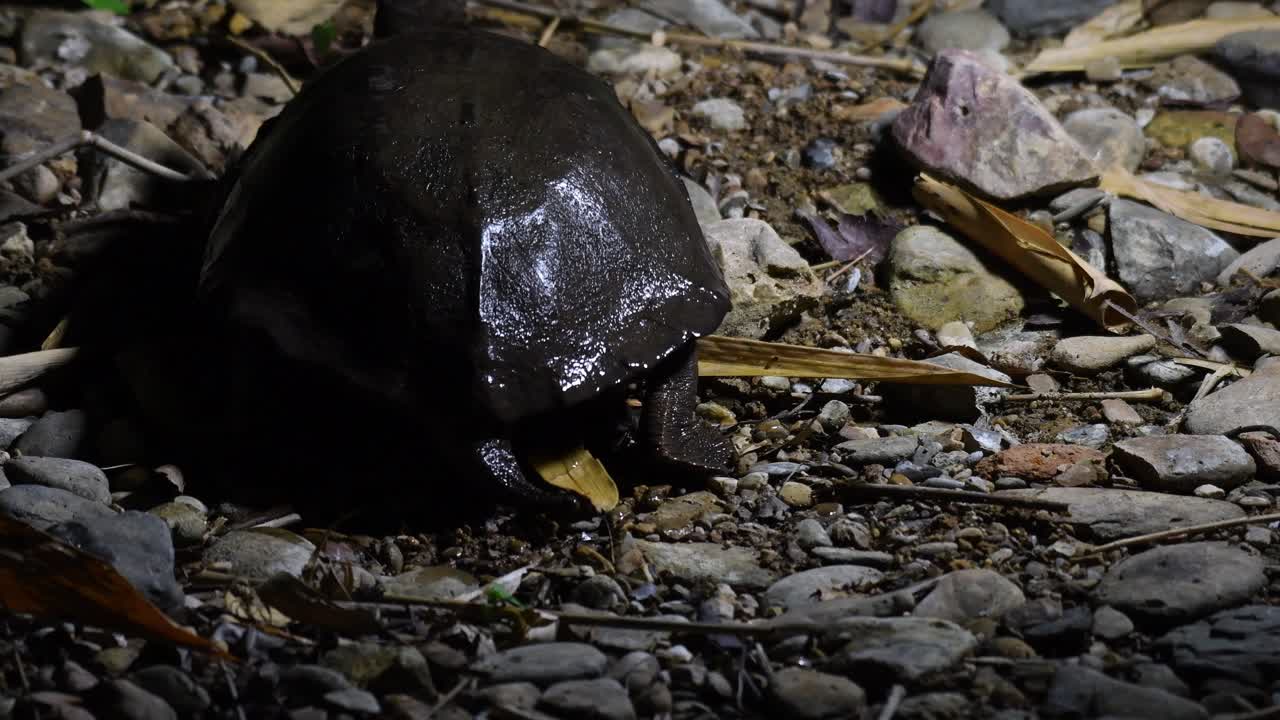 4k 민물 검은 습지 거북, siebenrockiella crassicollis