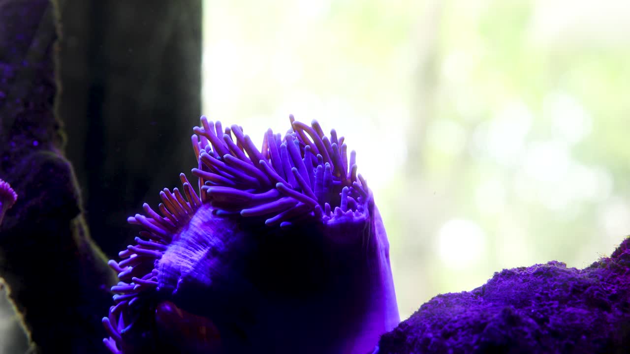 A beautiful fish swimming around in a fish tank with the coral