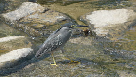 striated heron or mangrove heron stands on rock by flowing water stream foraging fishes