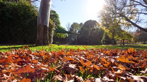 fallen leaves under trees in melbourne zoo