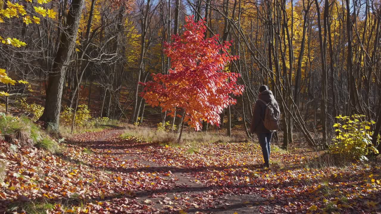 A person walks through a vibrant autumn forest, captured from a low-angle