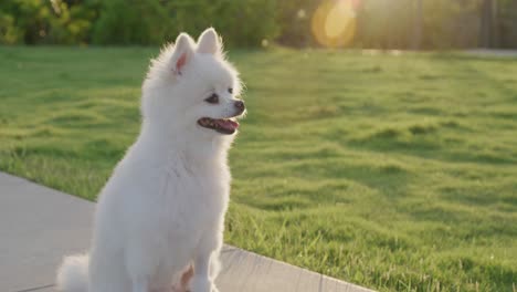 Pommerscher-Hund-Im-Freien