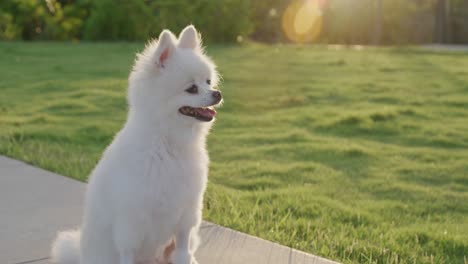 perro de pomerania al aire libre