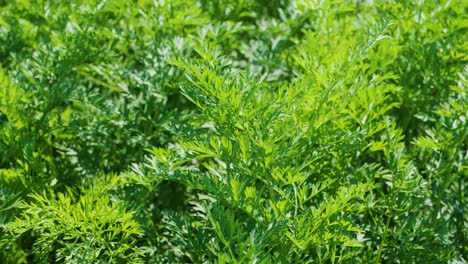 carrot plant growing in earth, organic farming, rows in the field, closeup