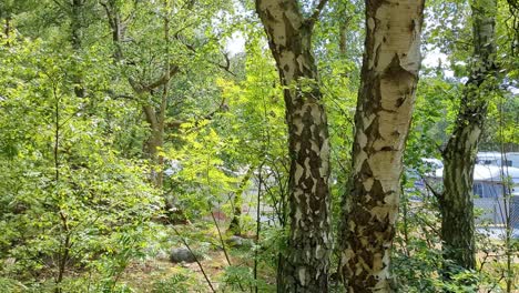 4k 60fps swedish camping ground in forest idyllic vacation in sweden - panoramic shot