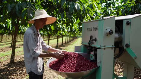 coffee bean harvesting and processing