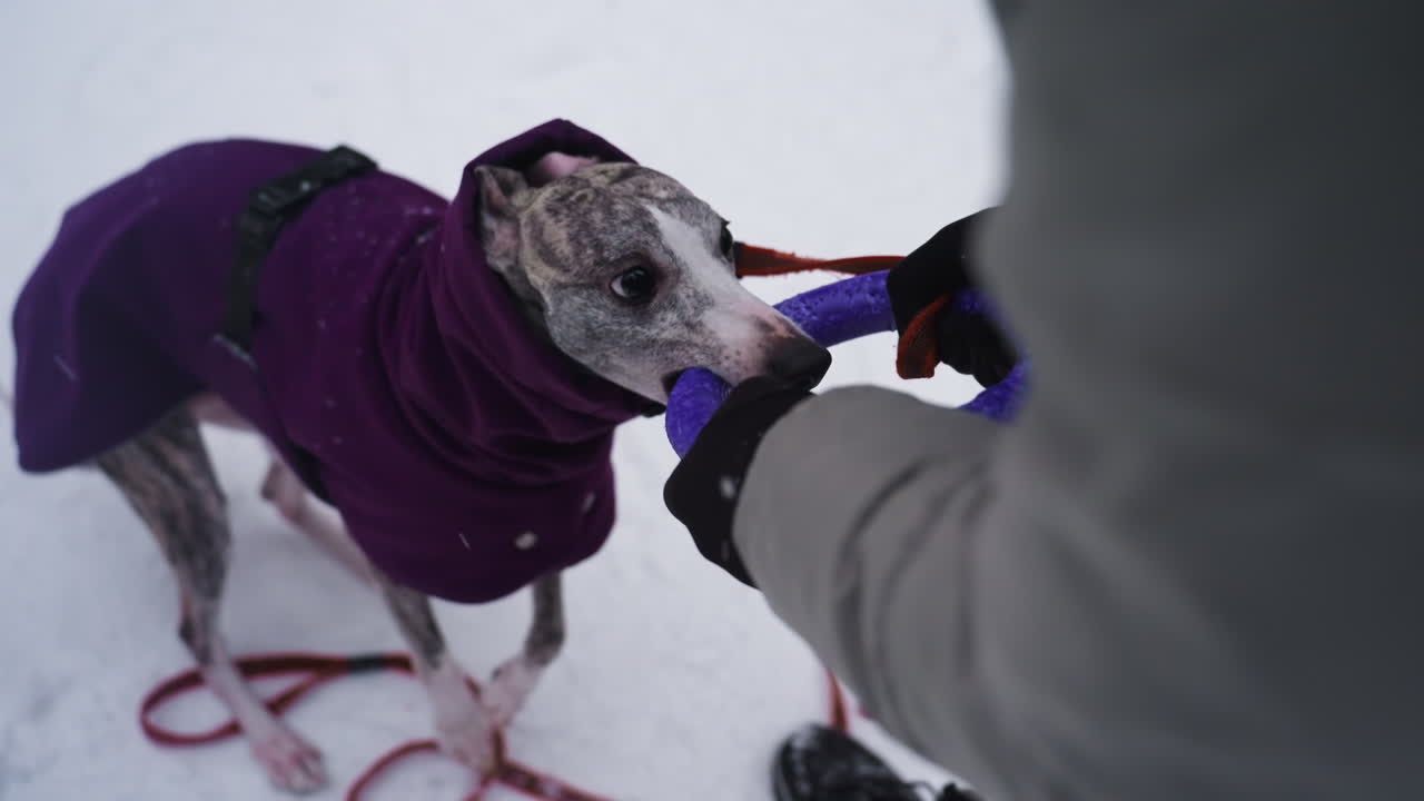 Dog dressed in purple coat plays intense tug-of-war game with owner in snowy setting, biting purple ring toy while standing on snow. Energetic moment captures playful bond between pet and human outdoors