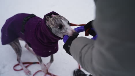 dog dressed in purple coat plays intense tug-of-war game with owner in snowy setting, biting purple ring toy while standing on snow. energetic moment captures playful bond between pet and human outdoors
