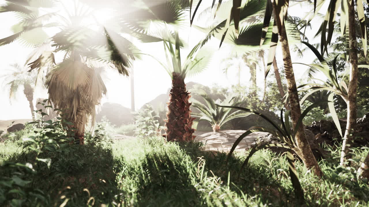 열대 숲 을 가로질러 빛나는 빛