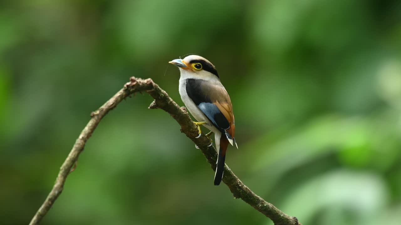 Silver-breasted broadbill, Serilophus lunatus