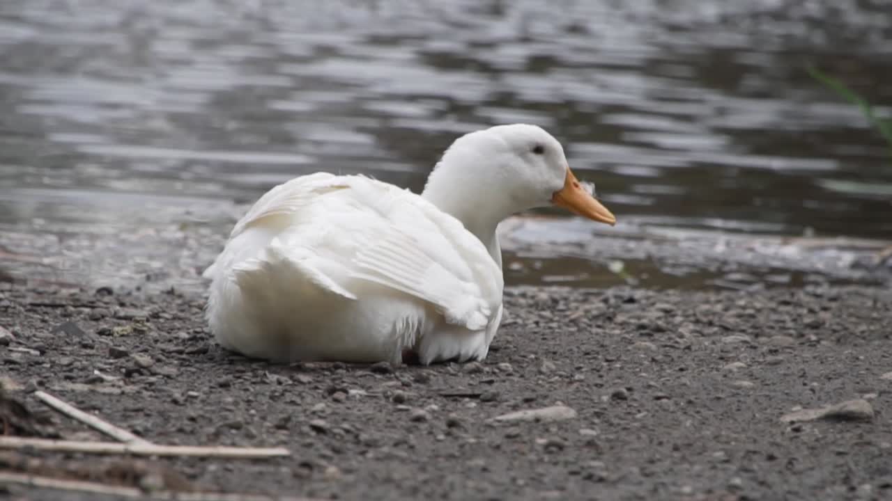 pato blanco solitario sentado junto al agua en un día ventoso