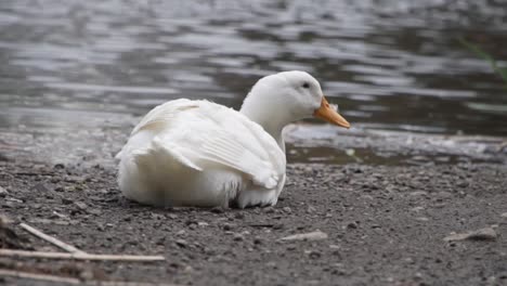 lone white duck sitting by the water on a windy day