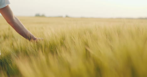 close up of man's hand running through wheat field dolly shot 4k