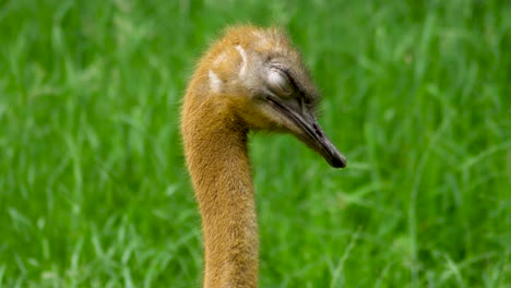 young ostrich sleeps in front of a grassy area - portrait view