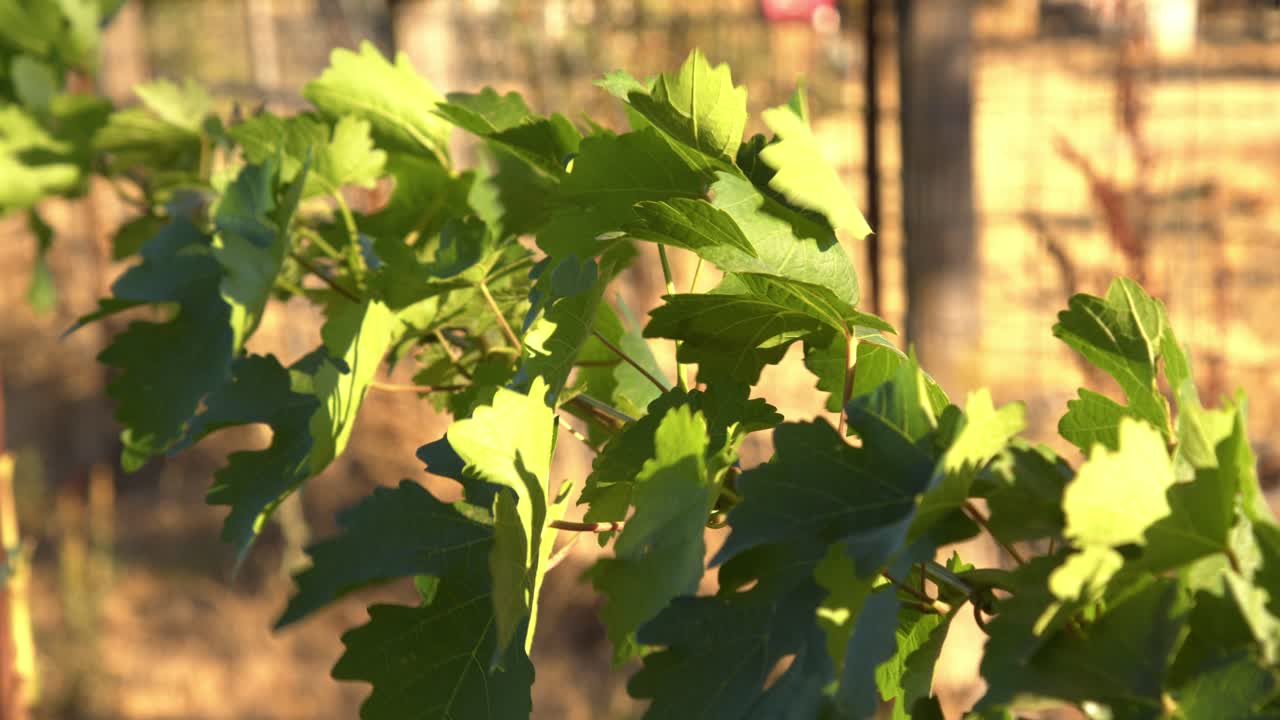 Close-up shot of a grapevine swaying gently in the wind while supported by a wire