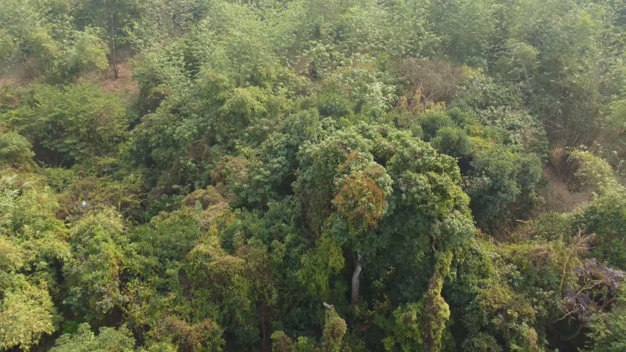 toma de vista de área de selva o bosque en temporada de invierno