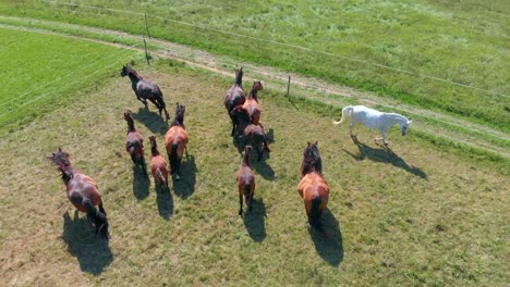 Aerial-Going-Over-Group-Of-Horses-Running-Towards-Edge-Of-Fence-In-Field