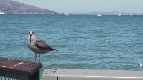 gaviota de heermann de pie en la valla por el océano pacífico, california, ee.uu.