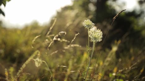 Exquisite Flower Field Surrounded by Vibrant Green Trees a Close up of a Flower among Grass in a Grassland with Trees in the Background Depicting a Natural Landscape with Terrestrial Plants and Animals