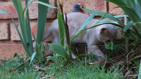 Katze-Spielt-Mit-Pflanzen