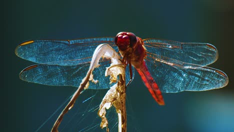 Eine-Wunderschöne-Rote-Libelle,-Die-Auf-Einem-Getrockneten,-Mit-Spinnweben-Gefüllten-Stamm-Thront---Aus-Nächster-Nähe