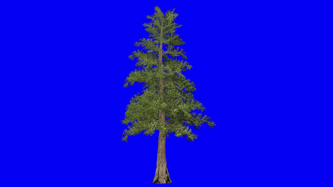 3D western red cedar tree with wind effect on blue screen 3D animation