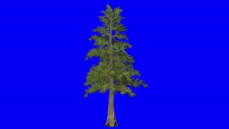 3d western red cedar tree with wind effect on blue screen 3d animation