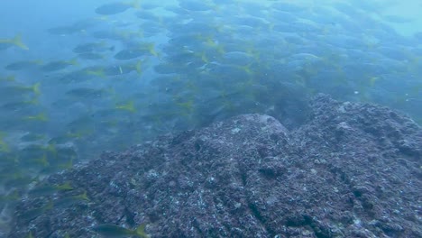 Fischschwarm-Auf-Den-Catalina-Inseln,-Tauchen-In-Costa-Rica