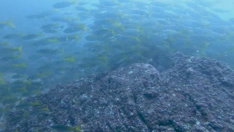 fish school in the catalinas islands, scuba diving in costa rica