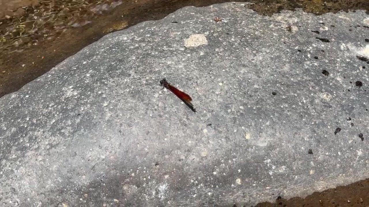 Red Dragonfly Resting on a River Rock