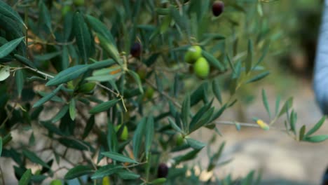 agricultores con una mano llena de aceitunas en la granja en un día soleado