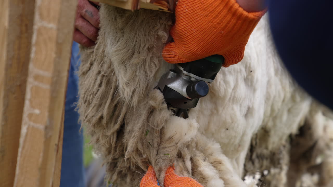 Farmer's hands in gloves shearing sheep. Electric clipper is cutting wool from the sheep. Close-up. Ecological production of wool.