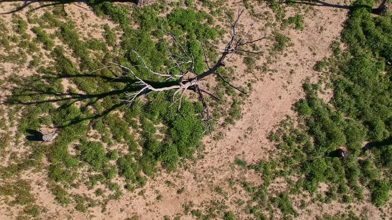 Aerial of dead trees bush and tracks on the shore beside Lake Eucumbene