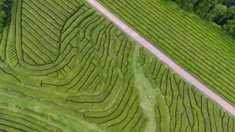 La-única-Plantación-De-Té-En-Europa