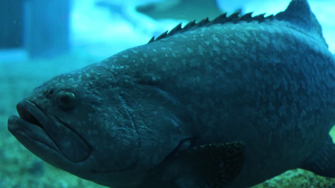 большие рыбы скользят по подводной среде обитания.