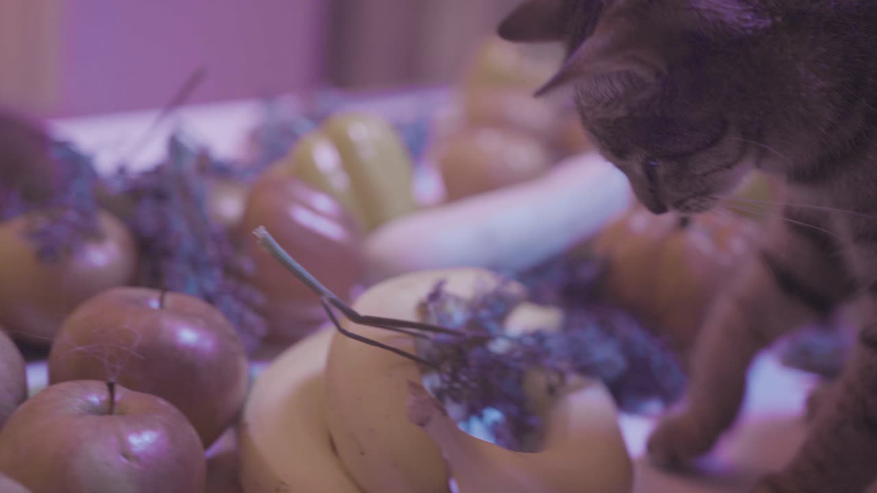 Gatto che esplora un'esposizione di frutta e verdura a tema autunnale