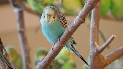 close up of pale blue zebra parakeet sitting on wood in the zoo