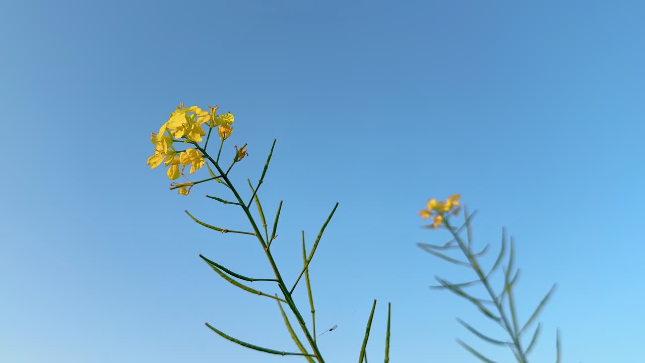 mustard flower with seed pods against the blue sky