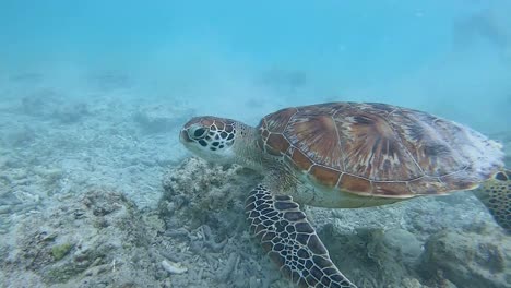 Hawksbill-turtle-swimming-in-the-shallow-waters-of-the-Gili-Islands,-Bali,-Indonesia