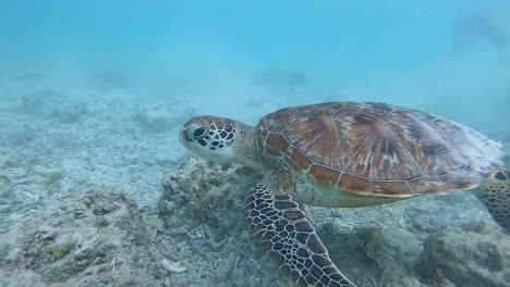 tortuga carey nadando en las aguas poco profundas de las islas gili, bali, indonesia